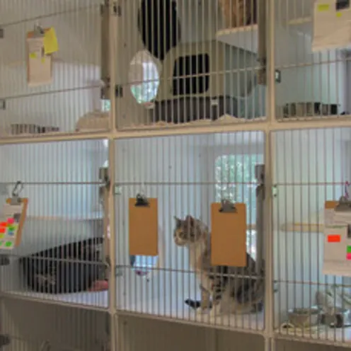 Poquoson Veterinary Hospital Feline Boarding Room.  Several cats are in their designated cubicle cage for boarding.
